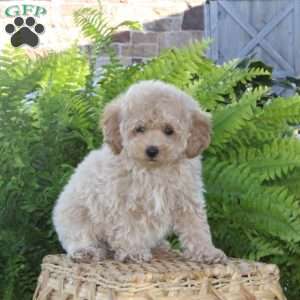 Blessing, Bich-Poo Puppy